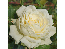 Rosa climbing Alaska.jpg