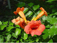 Campsis radicans Flamenco ������� ������������� �������� 2 ltr € 6,06 454,33�..jpg