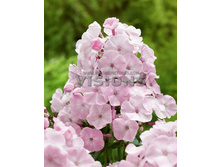 78,15���. ����� �����(�������� ���� �� 2 ��., ����������� ����� 1��.)���17.jpg