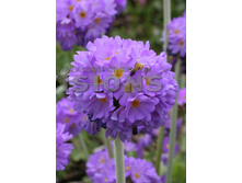 64,55���. ������� ����������� ���������(�������� ���� �� 2 ��., ����������� ����� 1��.)���16.jpg