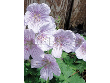 Geranium himalayense Derrick Cook ������ ����������� ������ ��� € 1,09 79,57���..jpg