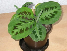 ������� (Maranta Kerchoveana