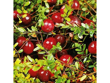 164���. ������ ������������� �������.jpg