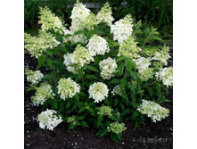 ��������� ����������� ����� �9-207.jpg