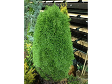 123,6���. ��� Thuja occidentalis Green Egg_P9 15-20.jpg