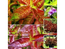 207���. ������� ����� �� �����.jpg