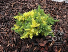 107,8���. ������������ Juniperus conferta Golden Wings.jpg