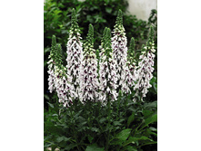 95,55���. ����������� ���� �����(�������� ���� �� 2 ��., ����������� ����� 1��.).jpg