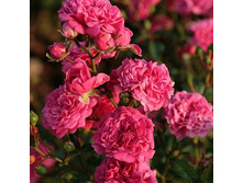 Rosa miniature Pepita.jpg