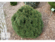 ����� Pinus uncinata Hnizdo �1,5-403,50.jpg