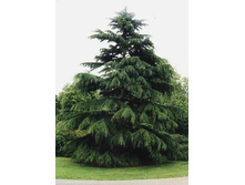 92���. ���� Cedrus deodara_P9 20-25.jpg