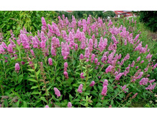 117���. ������ ��������.jpg