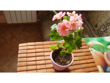 Santa Maria Centinial(ivi-������)