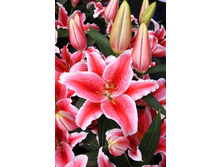 28,51���. ����� ��������(��� 7 ��. ���������� �� 2��.)���17.jpg