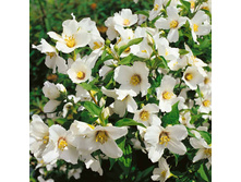 �������� ����� �����-144�.jpg