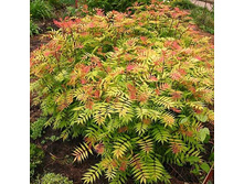 207���. �������� ���.jpg