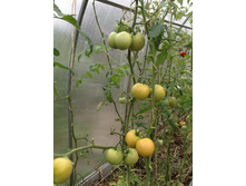 �������� ������