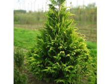 84,6���. ����������� Chamaecyparis lawsoniana Golden Wonder_P9 20-25.jpg