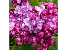 ���� ������-194.jpg