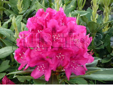 Rhododendron hybrida Nova Zembla ����������� ��������� ���� ������ -28�C 90 ltr 80-90 € 565,57 42 417,44�..jpg