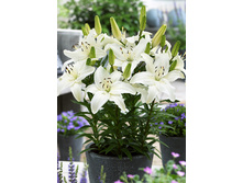 19,74���. ����� ��� ����(��� 7 ��. ���������� �� 2��.).jpg