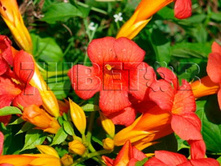 Campsis tagliabuana Mme Galen ������� ����������� ����� ����� 2 ltr € 6,06 454,33�..jpg