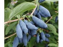 Lonicera kamtschatica Siniczka ��������� ���������� ������� 2 ltr € 4,95 371,08�..jpg