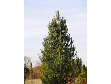424,6���. ����� Pinus flexilis Vanderwolf's Pyramid (������ 1,5�)