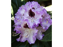 301���. ����������� ��������� ��� �����.jpg