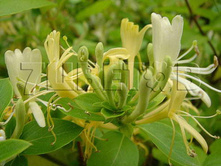 Lonicera japonica Halliana ��������� �������� �������� 2 ltr € 4,95 371,08�..jpg