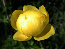 Trollius europaeus Superbus ���������� ����������� �������� € 0,94 68,62���..jpg