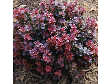 137���. �������� �������� �������.jpg