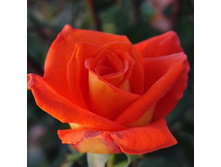 Rosa tea hybrid Monica.jpg