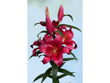 34,09���. ����� ���������(��� 7 ��. ���������� �� 2��.)���17.jpg