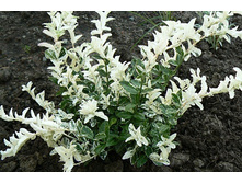 127���. ��������� ������� �������.jpg