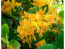 Lonicera tellmanniana ��������� �������� 2 ltr € 4,95 371,08�..jpg