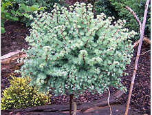 1480,6���. ����������� Larix kaempferi Blue Dwarf (80��).jpg