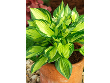 156,3���. ����� ������� ����(�������� ���� �� 1 ��., ����������� ����� 1��.).jpg