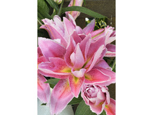 57,68���. ����� ROSELILY ������(�������� ���� �� 5 ��., ����������� ����� 1��.).jpg