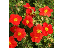 122���. �������� ������������� ������ ��� �����.jpg