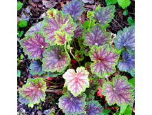 67,1���. ������� ��������� �����(�������� ���� �� 2 ��., ����������� ����� 1��.)���17.jpg