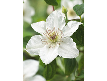 136,6���. �������� �������(�������� ���� �� 2 ��., ����������� ����� 1��.).jpg