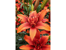 44,18���. ����� ��� ����(��� 5 ��. ���������� �� 2��.).jpg