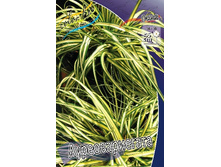 86,05���. ����� (CAREX) ��������������(�������� ���� �� 2 ��., ����������� ����� 1��.).jpg