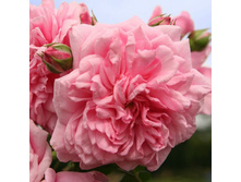 Rosa climbing Sweet Laguna.jpg