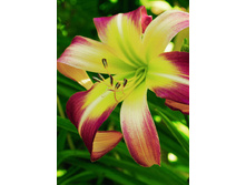 180���. �������� ������ �������(�������� ���� �� 1 ��., ����������� ����� 1��.)���17.jpg