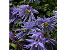 229���. �������� �������� ����.jpg