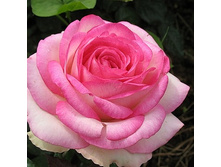 Rosa tea hybrid Biedermeier Garden.jpg