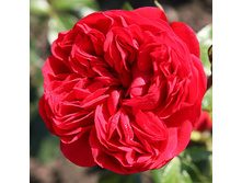 Rosa floribunda Out Of Rosenheim.jpg