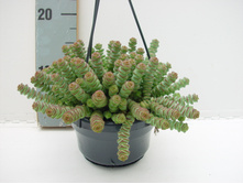 �������� ��������� ( Crassula hottentot) - 300  ���.